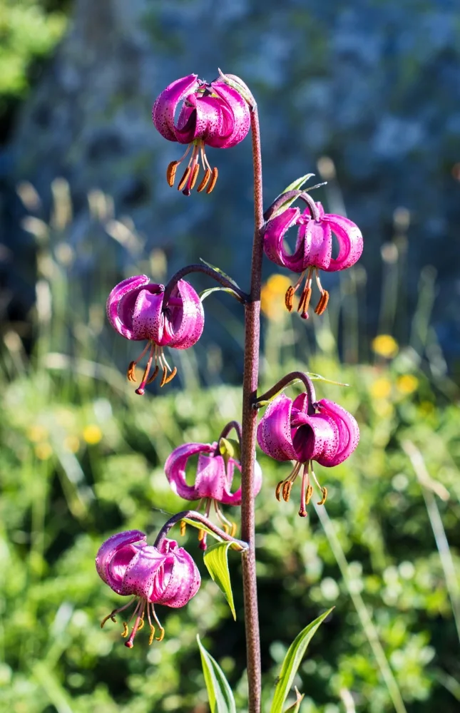 Цветы в Val Thorens вокруг Лак-дю-Лу