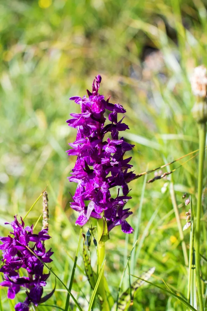 orquídeas en Val Thorens