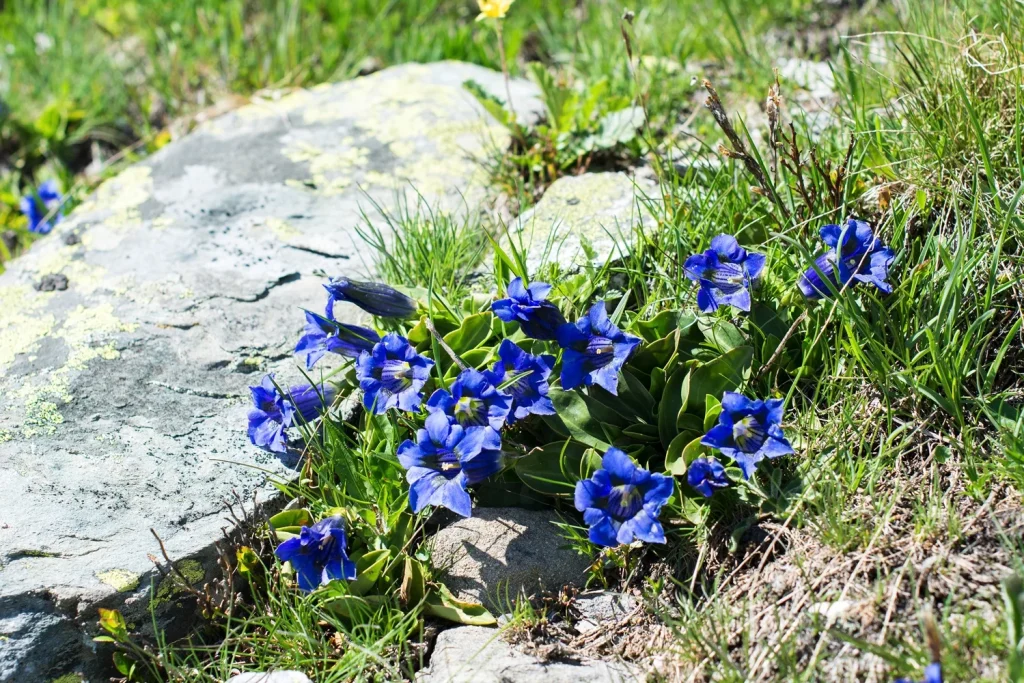 Gentians at Val Thorens
