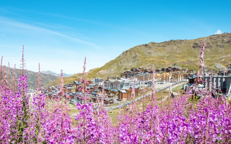 Fireweed Val Thorens in summer